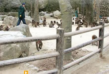 高崎山自然動物園イメージ